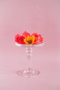 Colorful tropical flowers composition on glass cake stand on pink backgrounds