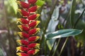 Colorful tropical flowers. Heliconia bihai Red palulu flower. Red color.