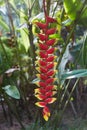 Colorful tropical flowers. Heliconia bihai Red palulu flower. Red color.