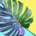 Colorful of tropical monstera leaves on pastel background.Nature and holiday summer concepts Royalty Free Stock Photo