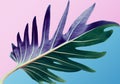 Colorful of tropical monstera leaves on pastel background.Nature and holiday summer concepts