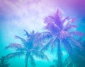 Colorful tropical palm trees against the sky