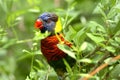 Colorful tropical parrot