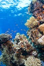 Colorful tropical reef, Red Sea, Egypt Royalty Free Stock Photo
