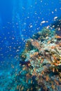 Colorful tropical reef, Red Sea, Egypt Royalty Free Stock Photo