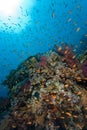 Colorful tropical reef, Red Sea, Egypt Royalty Free Stock Photo