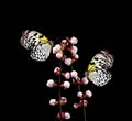 Colorful tropical rice paper butterflies on sakura blossom branches isolated on black. Large tree nymph. White nymph butterfly. Royalty Free Stock Photo