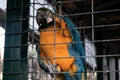 Colorful true parrot in a cage at zoological garden. Keeping wild birds and animals prisoners in zoo for tourist entertainment.