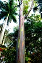 Colorful trunk of Rainbow Eucalyptus tree, originally from Southeast Asia Royalty Free Stock Photo