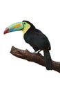 Colorful tucan