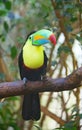 Colorful tucan