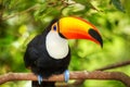 Colorful tucan