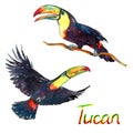 Colorful Tucans flying and sitting on branch, birds collection