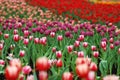Colorful tulip-2