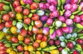 Colorful tulip background