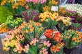 Colorful tulips for sale at Bloemenmarkt, Amsterdam flower market stall Royalty Free Stock Photo