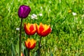 Several colorful tulips in purple and yellow-red against the light isolated in front of a meadow in spring Royalty Free Stock Photo