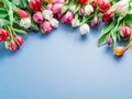 Colorful tulip bouquet on blue background Royalty Free Stock Photo
