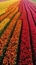 Colorful tulip field with geometric patterns stretching to the horizon Royalty Free Stock Photo