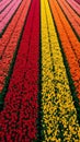 Colorful tulip field with geometric patterns stretching to the horizon Royalty Free Stock Photo