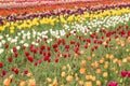 Colorful Tulip Field in Holland Michigan in Spring Royalty Free Stock Photo