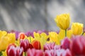 Colorful tulip field in morning mist (soft focus) Royalty Free Stock Photo