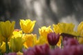 Colorful tulip field in morning mist (soft focus) Royalty Free Stock Photo