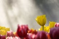 Colorful tulip field in morning mist (soft focus) Royalty Free Stock Photo