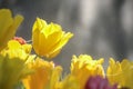 Colorful tulip field in morning mist (soft focus) Royalty Free Stock Photo