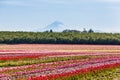 Colorful tulip field and Mt. Hood