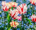 Colorful tulip field, purple flower tulip in spring background, selective focus, closeup. Beautiful pink spring tender flowers Royalty Free Stock Photo