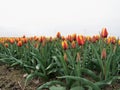 Colorful tulip field in red and yellow shining in Holland Royalty Free Stock Photo