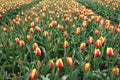 Colorful tulip field in red and yellow shining in Holland Royalty Free Stock Photo