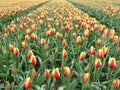 Colorful tulip field in red and yellow shining in Holland Royalty Free Stock Photo