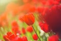 Colorful tulip field, summer flowerwith green leaf with blurred flower as background Royalty Free Stock Photo