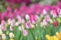 Colorful tulip field, summer flowerwith green leaf with blurred flower as background Royalty Free Stock Photo