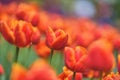 Colorful tulip field, summer flowerwith green leaf with blurred flower as background Royalty Free Stock Photo