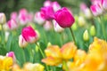 Colorful tulip field, summer flowerwith green leaf with blurred flower as background Royalty Free Stock Photo