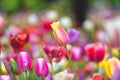 Colorful tulip field, summer flowerwith green leaf with blurred flower as background Royalty Free Stock Photo