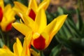 Colorful tulip field, summer flowerwith green leaf with blurred flower as background Royalty Free Stock Photo