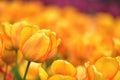 Colorful tulip field, summer flowerwith green leaf with blurred flower as background