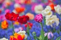 Colorful tulip field, summer flowerwith green leaf with blurred flower as background Royalty Free Stock Photo