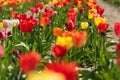 Colorful tulip field in the sunshine. Yellow, red, pink and white tulips in the back light. Backlit photography Royalty Free Stock Photo