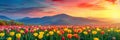 A colorful tulip field under the sunset sky with mountains in background, a beautiful landscape background Royalty Free Stock Photo