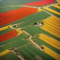 a colorful tulip field in vibrant bloom in Turkey Royalty Free Stock Photo