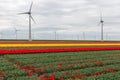 Colorful Dutch tulip fields with big wind turbines Royalty Free Stock Photo