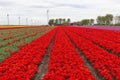 Colorful Dutch tulip fields with big wind turbines Royalty Free Stock Photo