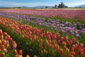 Colorful Tulip Fields Royalty Free Stock Photo