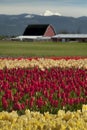 Colorful Tulip Fields