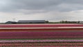 Colorful tulip fields with vibrant stripes of pink, red, and white flowers under a cloudy sky, with a farmhouse and electricity Royalty Free Stock Photo